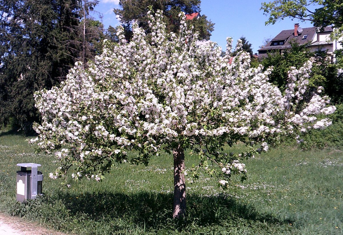 Apfelblüte am Rednitz – Wiesengrund