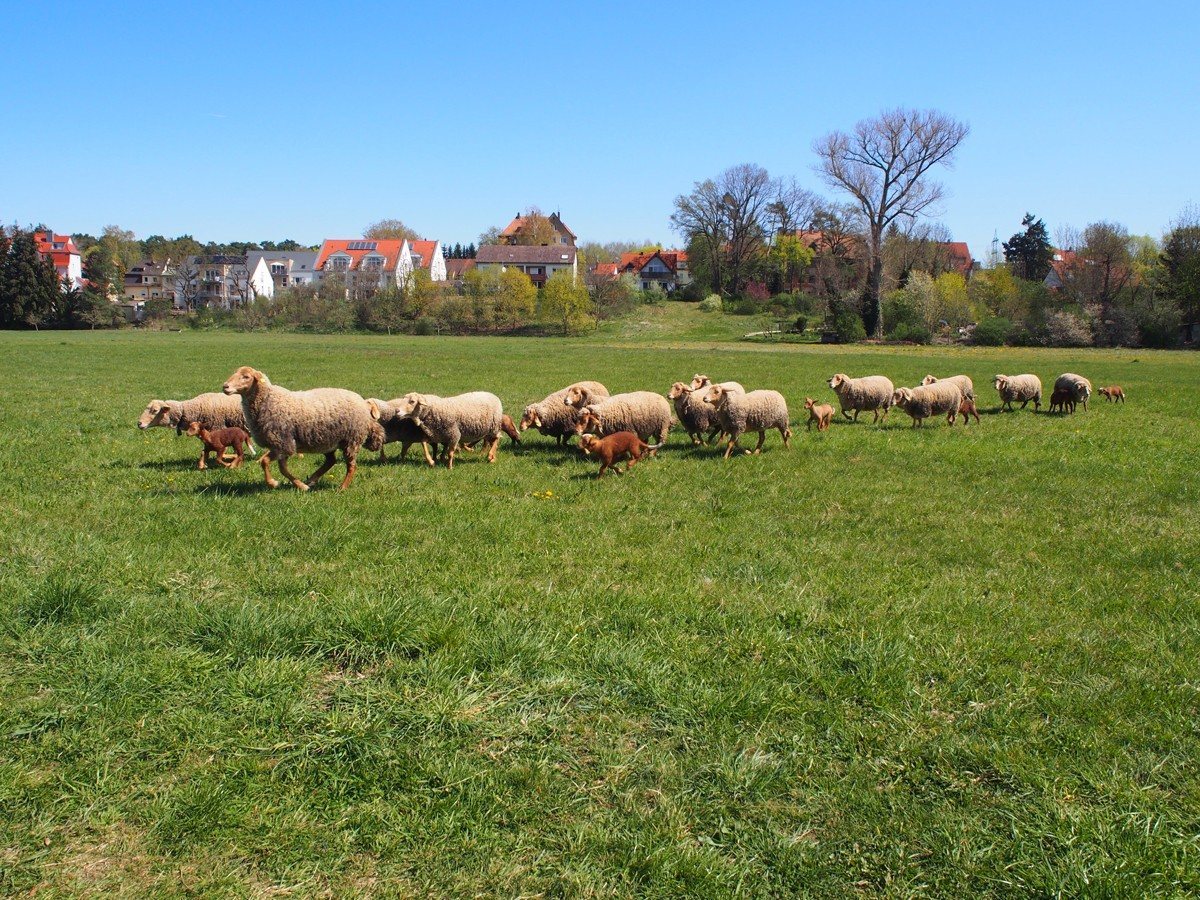 Schafe am Hainberg